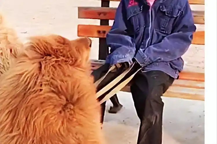 07年男子购买小藏獒回家越养越感觉不对随即选择主动报警