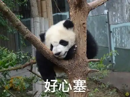 大熊猫 超萌 表情包