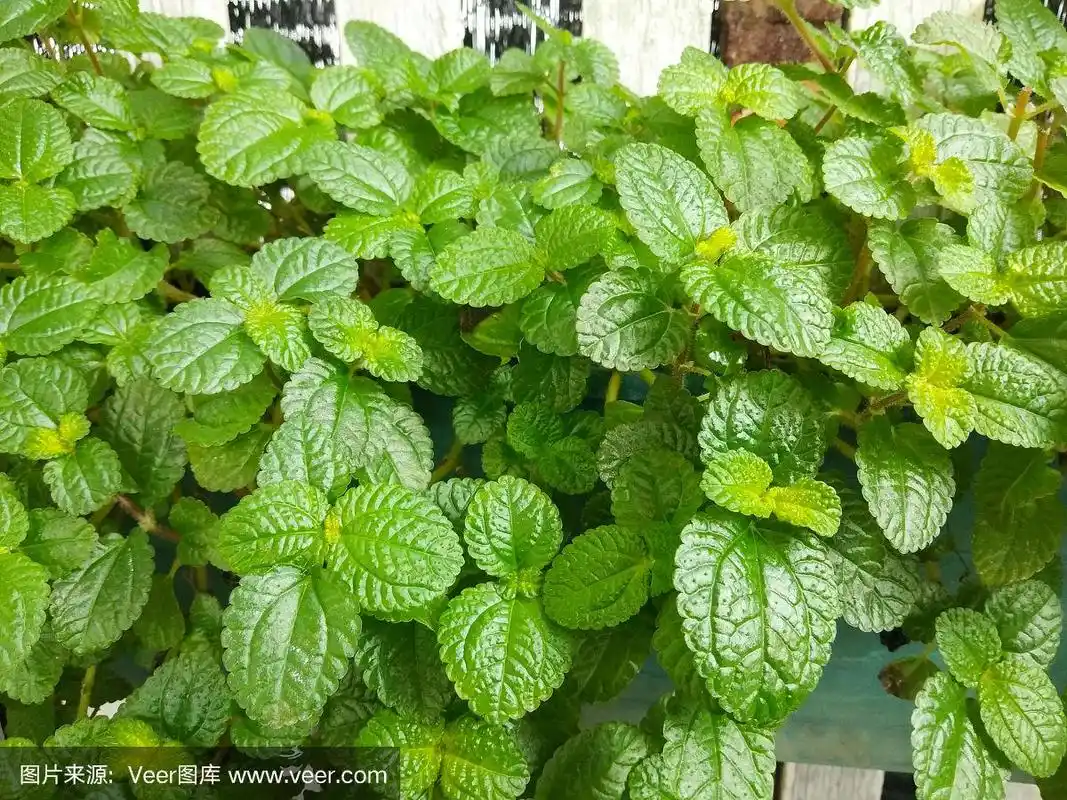 亮绿色薄荷树