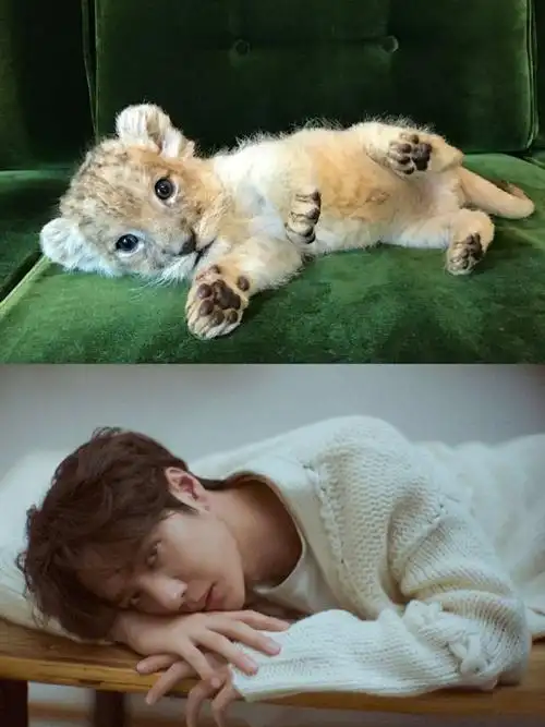 王一博和豹子的适配度奶拽奶拽的王一豹明天又能看到王一豹队长跳舞了