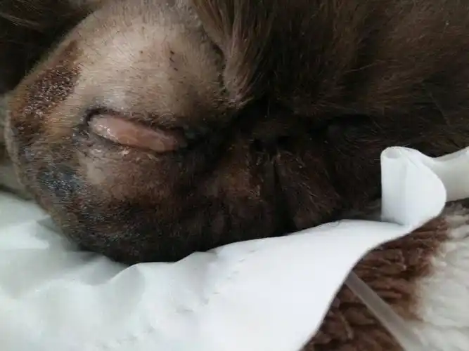 我家猫下眼睑突然肿了,一夜的功夫半张脸也肿了,没有刮伤,没有接触新