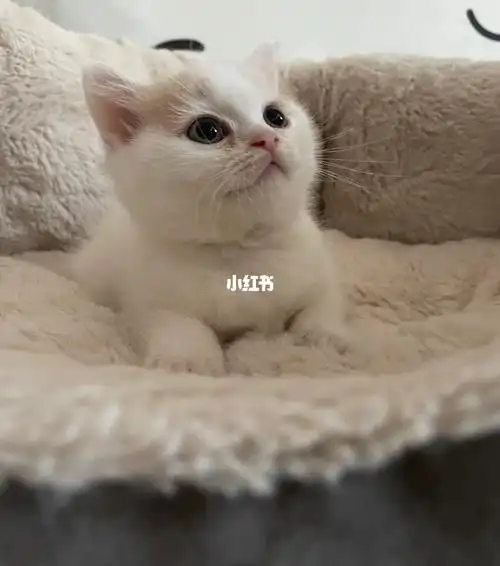 郑州乳白英短找家啦