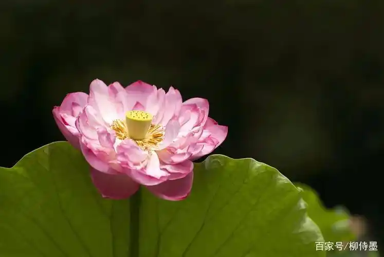 如何把荷花拍出高级感?看点评学摄影,形式美和意境美都好看