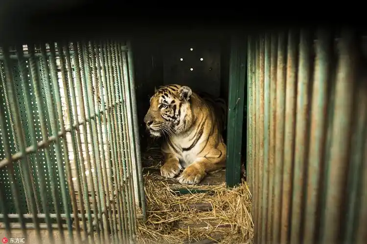 最恐怖动物园老虎饿成干尸被救下开启新生找回颜值