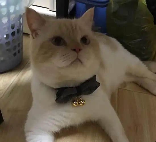 坐标上海松江给主子找女朋友加菲英短混血