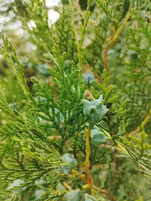 一味中药,上可养心,下善补肾,把精血补到根上_柏子仁_功效_滋补