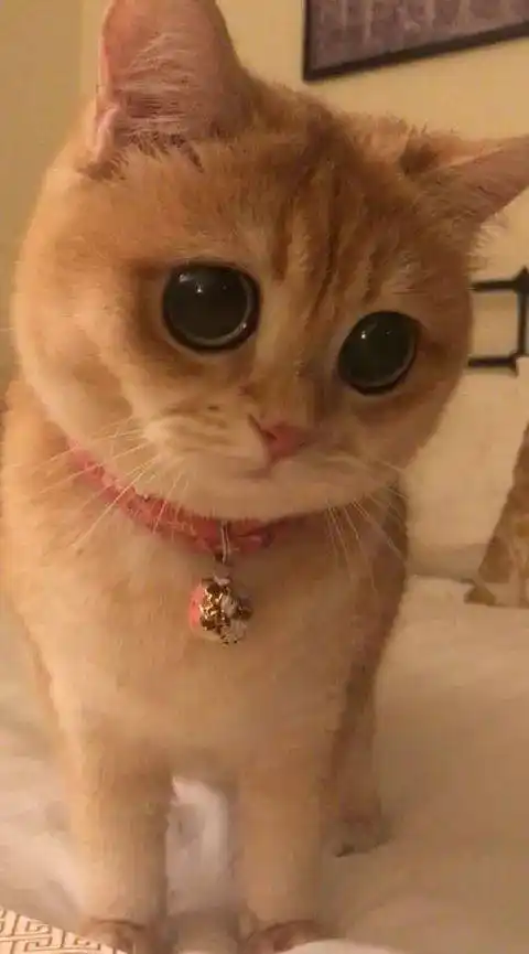 这只拥有大眼睛的猫咪,让人第一眼看到就感觉爱上了,感受下.