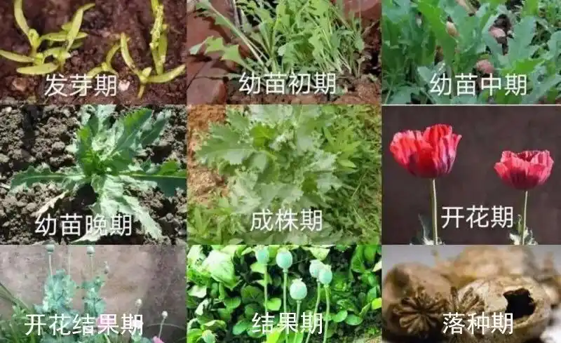 写美篇一,根据《刑法》第三百五十一条规定:非法种植罂粟,大麻等镀贩