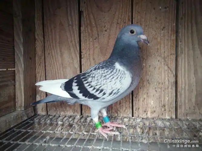 纯瓦灰白爪雄配雨花雌758出的第一窝雨白条是个黄眼雄灰花像个黄眼雌
