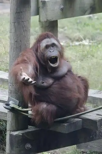 极其有趣的九张动物搞怪图片.