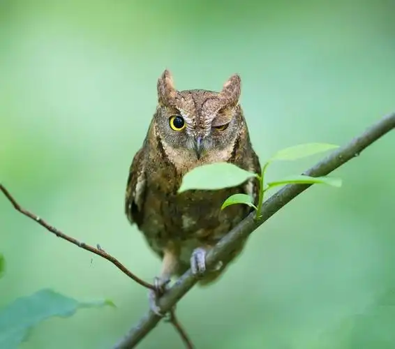 "夜行侠--猫头鹰"——海港区杜庄学区高庄小学一年级美术创新绘画之"