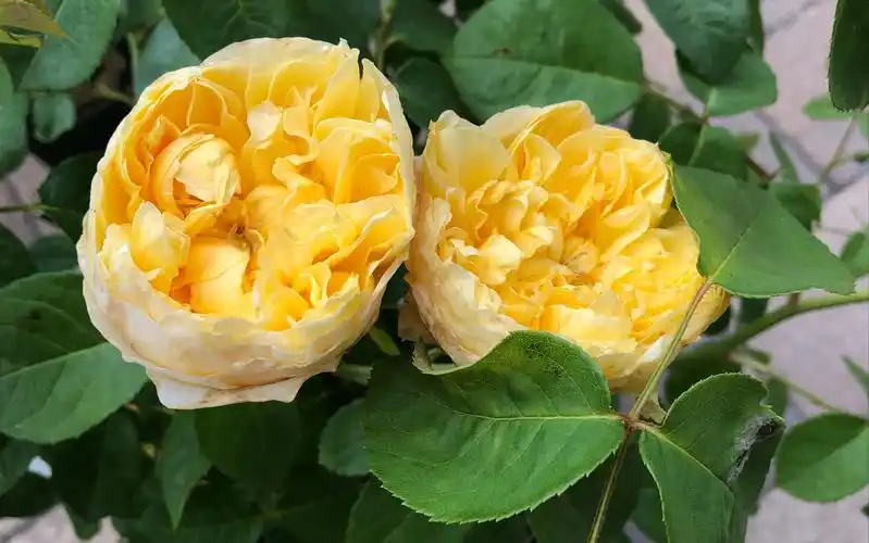 奥斯丁玫瑰小花园改—加砖墙