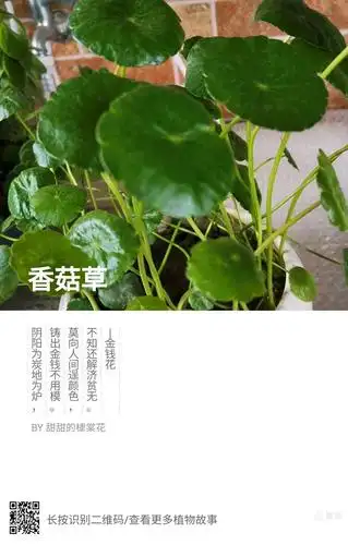 也叫香菇草