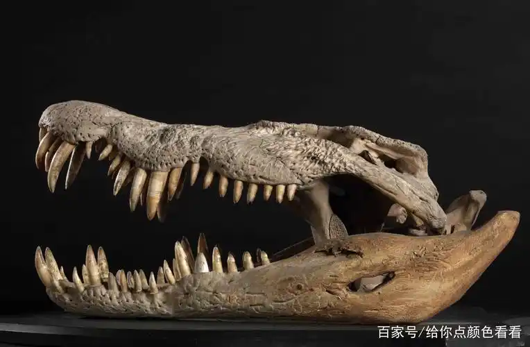 这种世上最大的爬行动物,曾是日本鬼子的噩梦,我们碰到还是逃吧