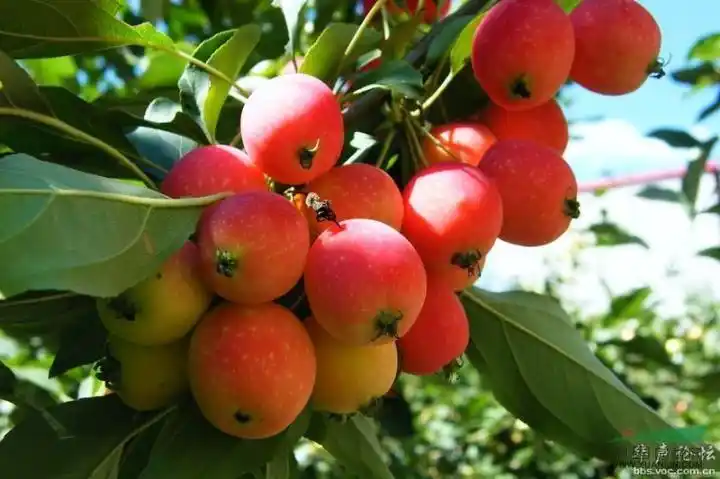 八棱海棠树大量供应_八棱海棠树大量供应供应_河北怀