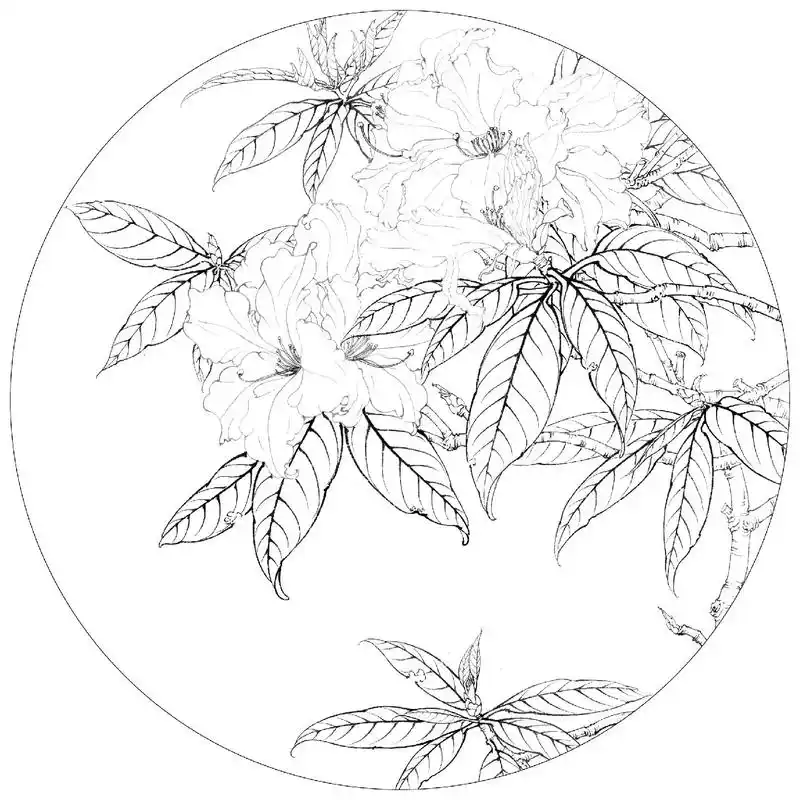 《写生波瓣杜鹃》白描正稿.近期上色#工笔画 #一起学画画 # - 抖音