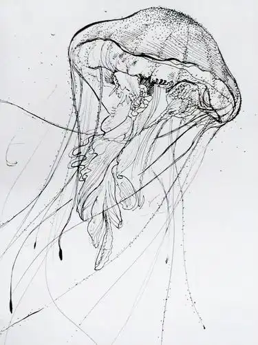 手绘水母