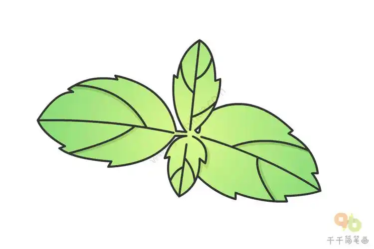 薄荷叶简笔画怎么画