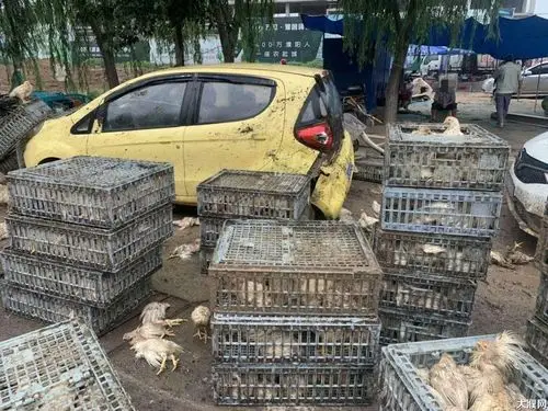 惊险濮阳某村附近发生一起车祸现场散落一地鸡毛