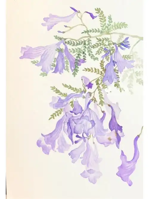 没骨花卉蓝花楹