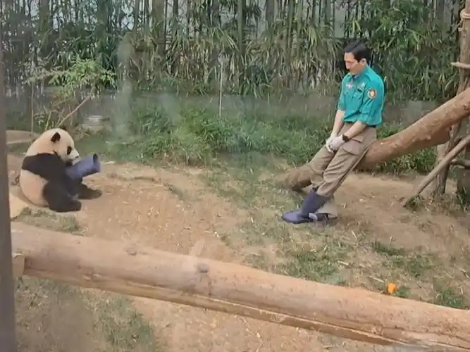 辉宝对爷爷的雨靴是真爱呀,抱着雨靴开心的翻滚,害得爷爷只能单脚跳去