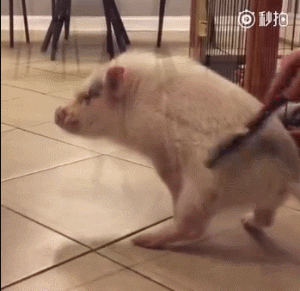 也是摆拍的最高境界了2333333除了hank,下面这张表情包也经常出现在