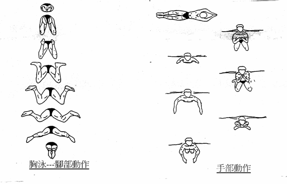 蛙泳练到什么程度可以练习自由泳?-财易搜-专业的财经门户网站