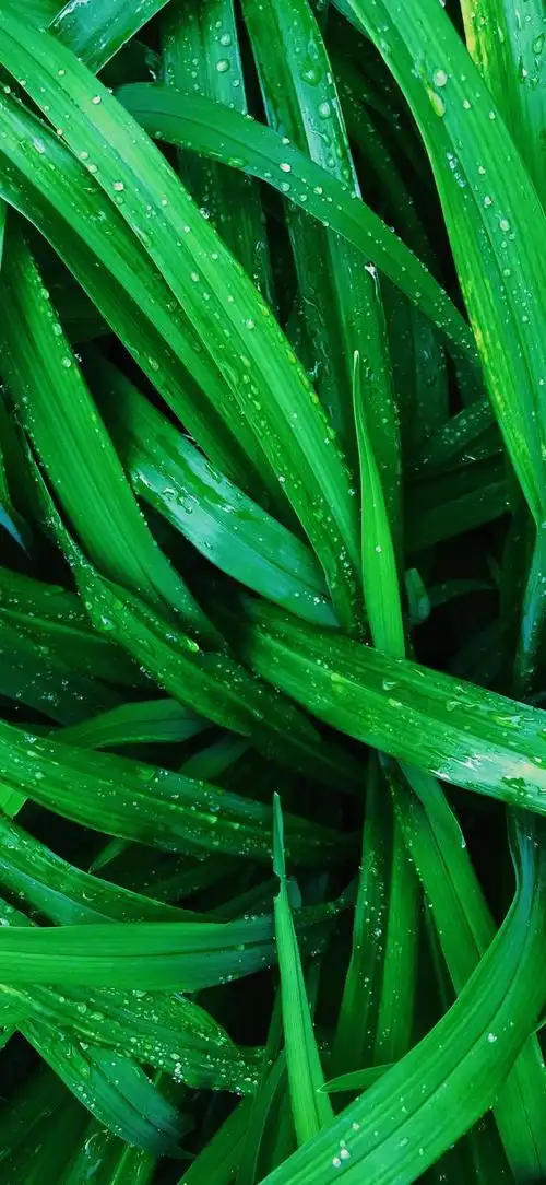 高清纯绿色护眼壁纸全屏(高清绿色护眼壁纸)(67)