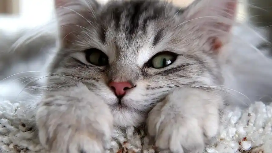 可爱猫咪特写美图电脑1080p桌面壁纸