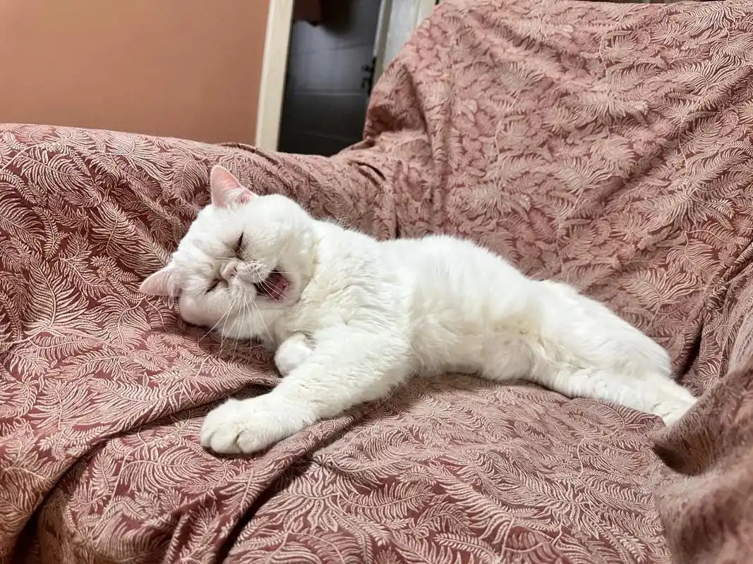 谁能拒绝傻憨憨的小猫咪 - 抖音