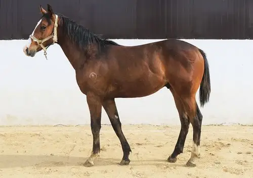 第五期"玉龙"马匹网络拍卖会开启年中好马优选季_马种上