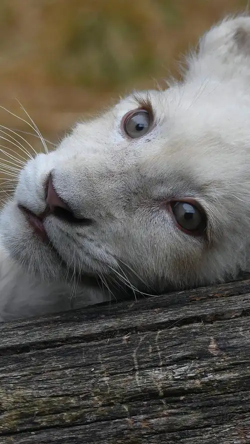 白色小狮子看着你 iphone 壁纸