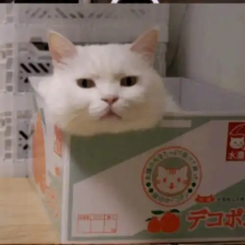 头像有趣好玩的搞怪ins微信头像