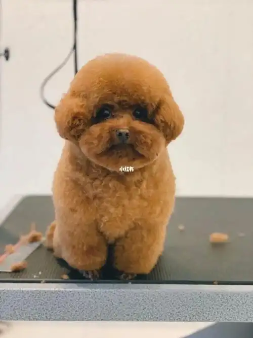 澳洲宠物美容泰迪伯朗熊造型