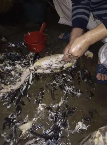 拔毛拔得很干净