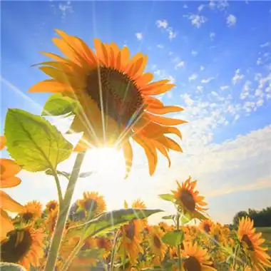 2023年最好运气头像