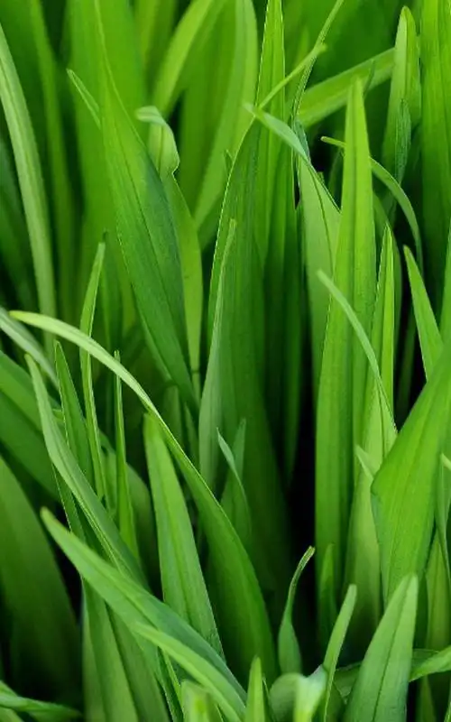 绿色养眼手机壁纸