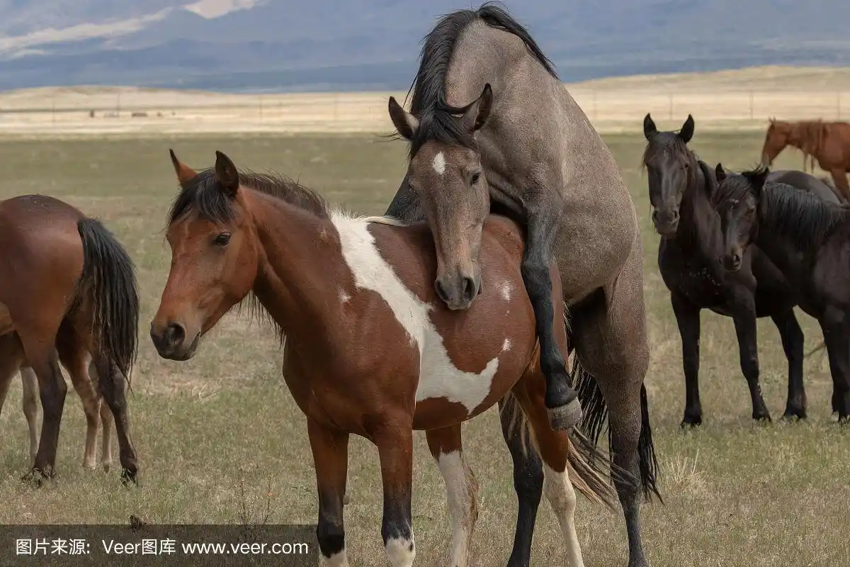 野马繁殖