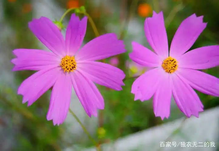 鲜花欣赏:一组斑斓好看的鲜花图片,非常好看