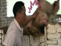 打猪gifgif打猪表情