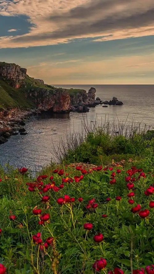 iphone 壁纸 红色的花朵,海,云