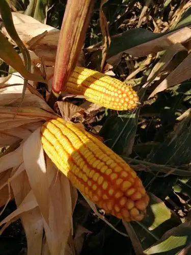 矮杆耐抗倒高产品种!