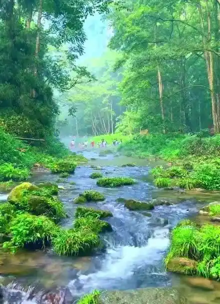 山清水秀鸟语花香~~张家界