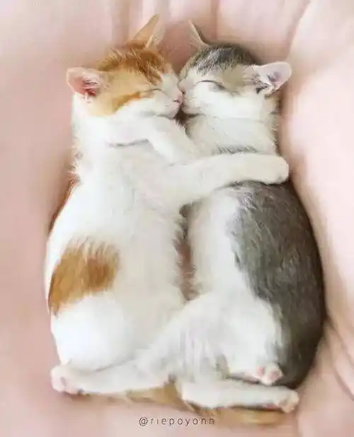 一起被主人收养的猫兄妹,从小关系亲密,看得人老脸一红__财经头条