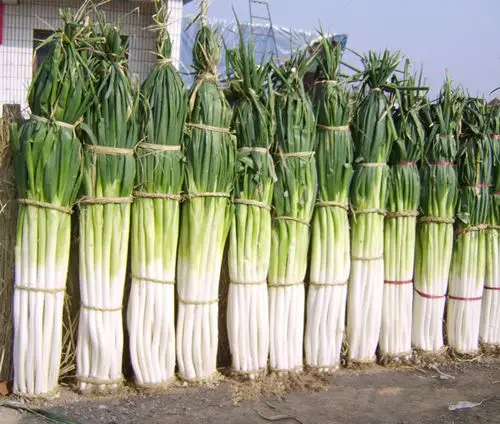 东北大葱 蔬菜种子 海阳大葱种子 抗寒抗病高产 不倒伏耐贮.