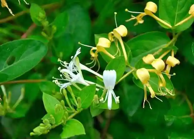 农村随处可见的"救命草",农民当作害草除去,却不知其药效!