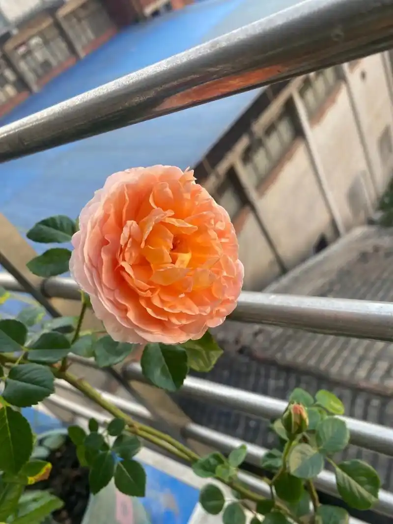 我的阳台小花园 今天是4月28日星期天,农历三月二十