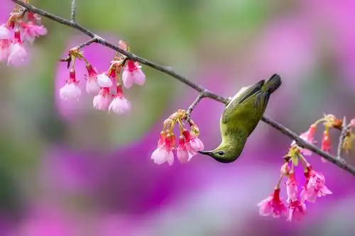 最美花鸟图——樱花与叉尾太阳鸟