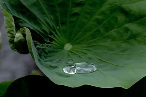 香远益清2021荷花依旧如期绽放