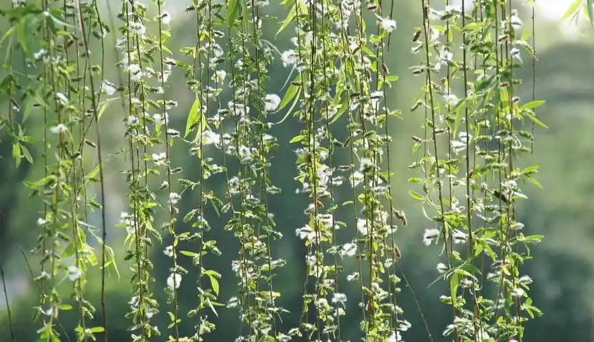 柳絮是什么柳絮飞扬是什么意思